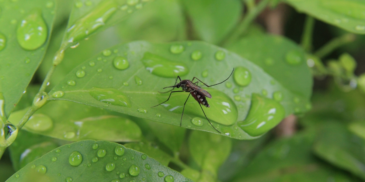 Muggenalarm: deze verrassende studie onthult de dreiging van dengue en chikungunya in Europa!